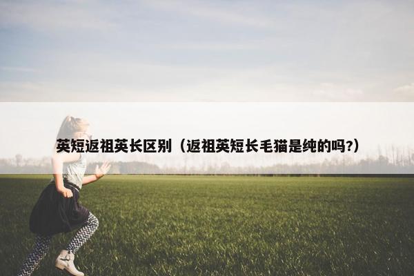 英短返祖英长区别（返祖英短长毛猫是纯的吗?）