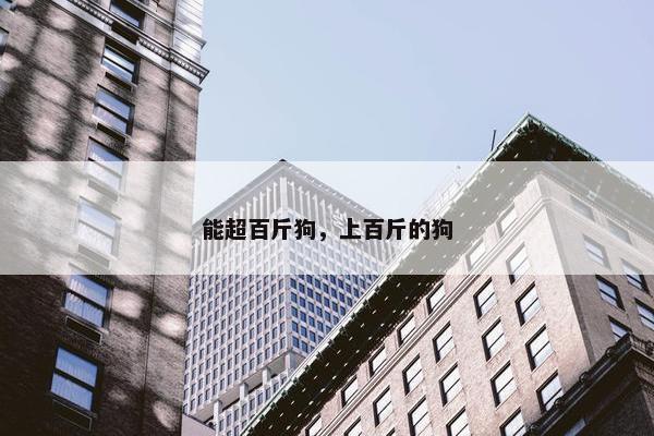 能超百斤狗，上百斤的狗