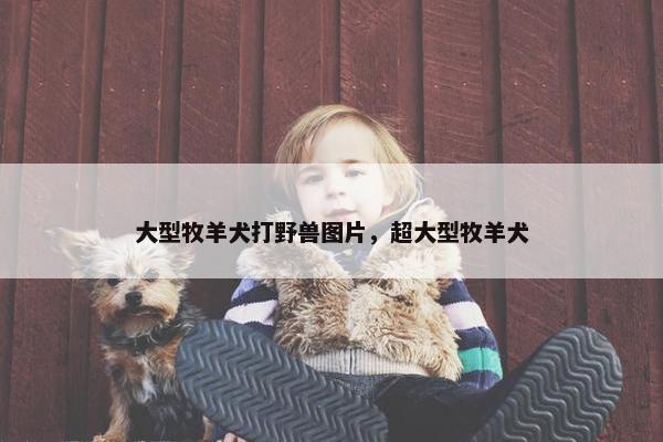 大型牧羊犬打野兽图片，超大型牧羊犬