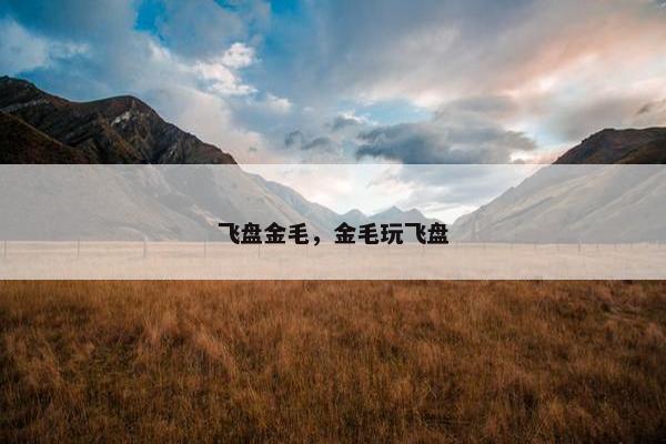 飞盘金毛，金毛玩飞盘