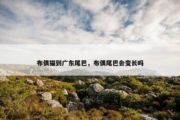 布偶猫到广东尾巴，布偶尾巴会变长吗
