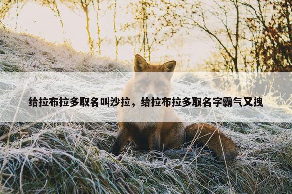 给拉布拉多取名叫沙拉，给拉布拉多取名字霸气又拽
