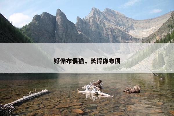 好像布偶猫，长得像布偶