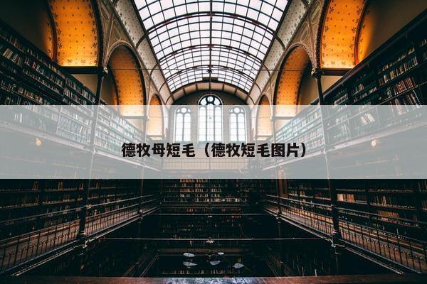 德牧母短毛（德牧短毛图片）