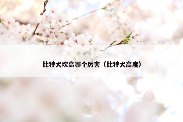 比特犬坎高哪个厉害（比特犬高度）