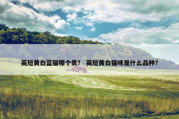 英短黄白蓝猫哪个贵？ 英短黄白猫咪是什么品种？