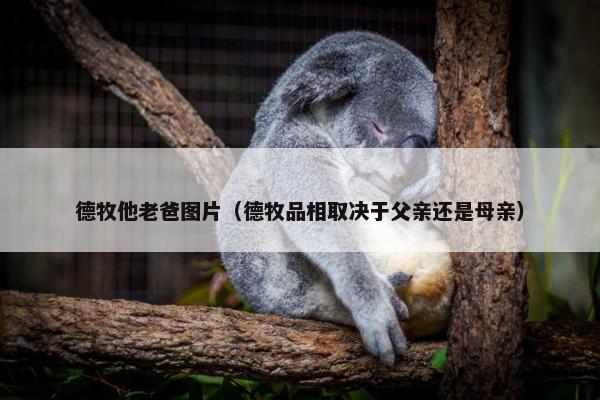 德牧他老爸图片（德牧品相取决于父亲还是母亲）