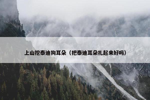 上山挖泰迪狗耳朵（把泰迪耳朵扎起来好吗）