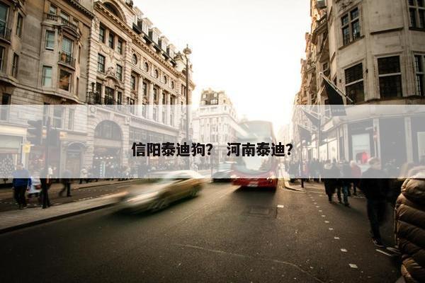 信阳泰迪狗？ 河南泰迪？