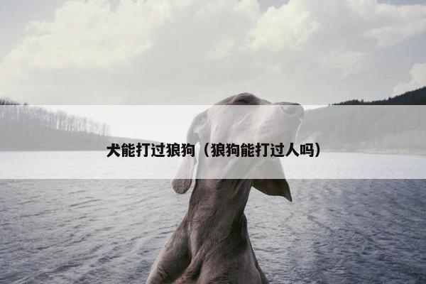 犬能打过狼狗（狼狗能打过人吗）
