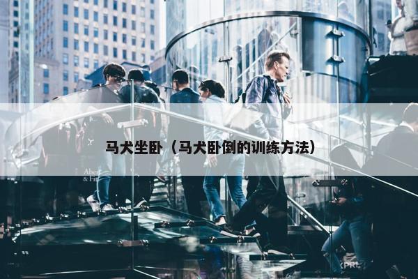 马犬坐卧（马犬卧倒的训练方法）