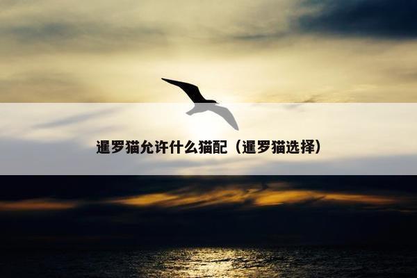 暹罗猫允许什么猫配（暹罗猫选择）