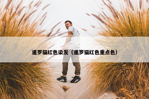 暹罗猫红色染发（暹罗猫红色重点色）