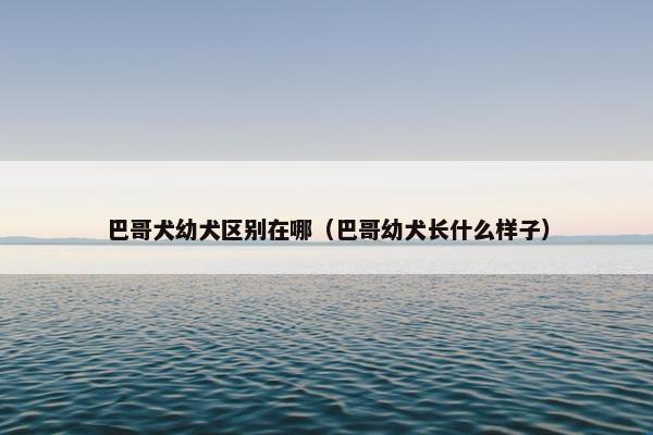 巴哥犬幼犬区别在哪（巴哥幼犬长什么样子）