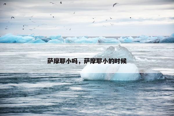 萨摩耶小吗，萨摩耶小的时候