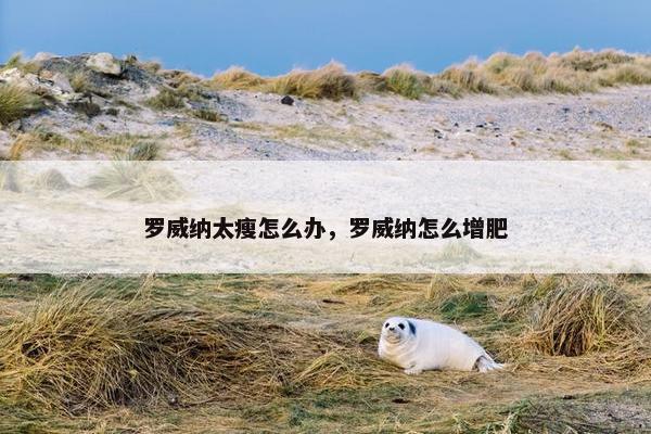 罗威纳太瘦怎么办，罗威纳怎么增肥