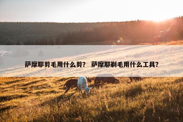 萨摩耶剪毛用什么剪？ 萨摩耶剃毛用什么工具？