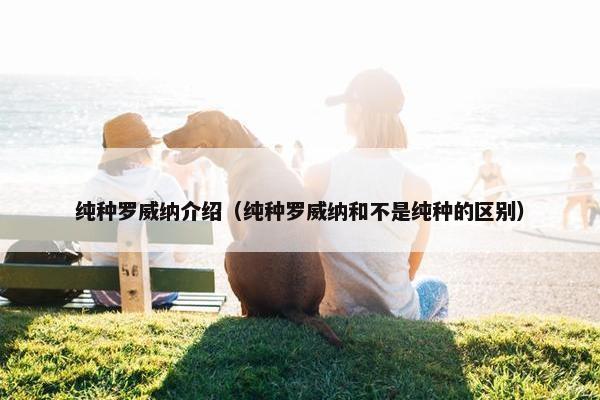 纯种罗威纳介绍（纯种罗威纳和不是纯种的区别）