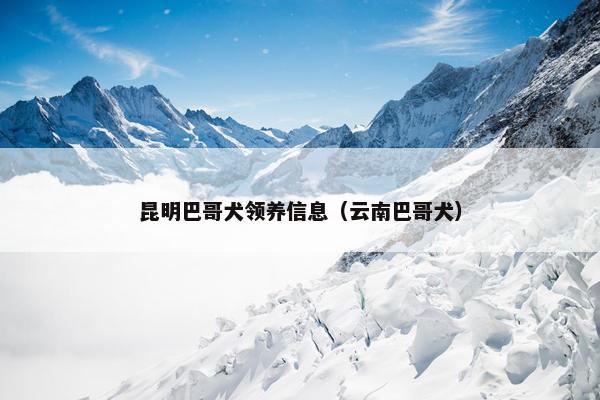 昆明巴哥犬领养信息（云南巴哥犬）
