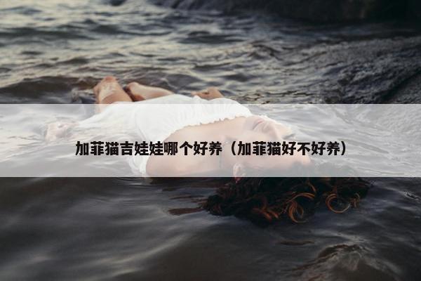 加菲猫吉娃娃哪个好养（加菲猫好不好养）