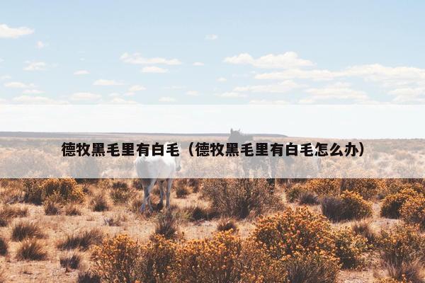 德牧黑毛里有白毛（德牧黑毛里有白毛怎么办）