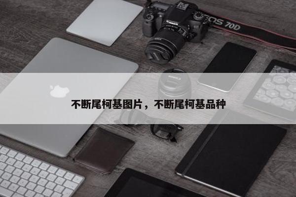 不断尾柯基图片，不断尾柯基品种
