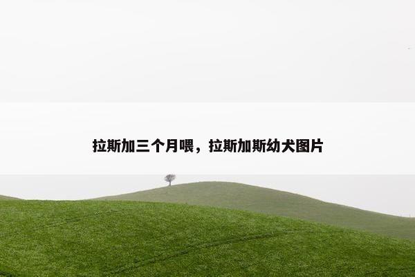 拉斯加三个月喂，拉斯加斯幼犬图片