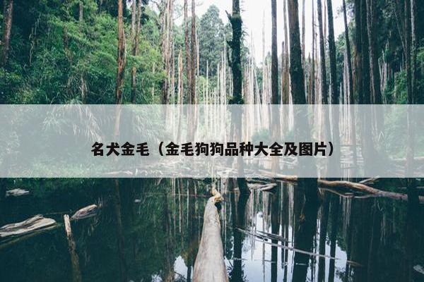名犬金毛（金毛狗狗品种大全及图片）
