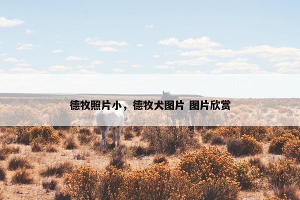 德牧照片小，德牧犬图片 图片欣赏