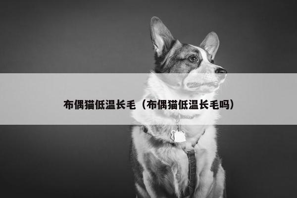 布偶猫低温长毛（布偶猫低温长毛吗）