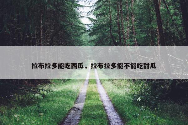 拉布拉多能吃西瓜，拉布拉多能不能吃甜瓜