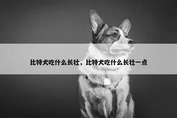比特犬吃什么长壮，比特犬吃什么长壮一点