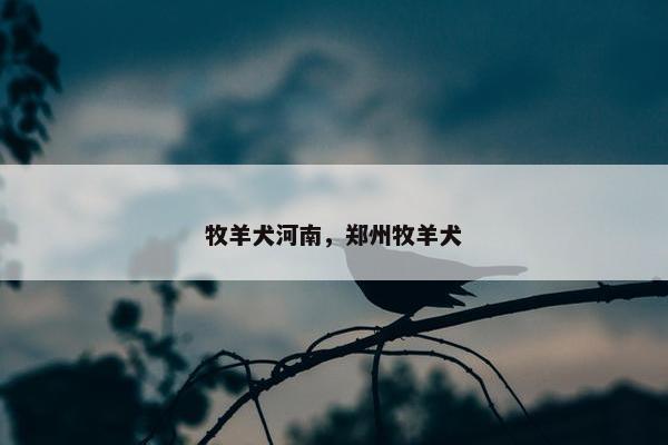牧羊犬河南，郑州牧羊犬