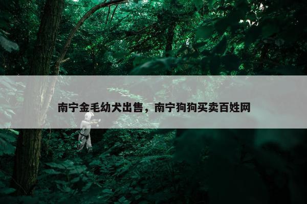 南宁金毛幼犬出售，南宁狗狗买卖百姓网