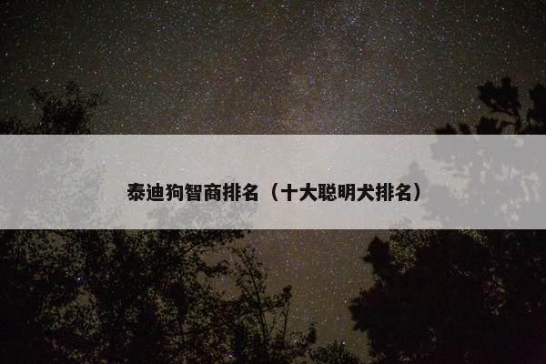泰迪狗智商排名（十大聪明犬排名）