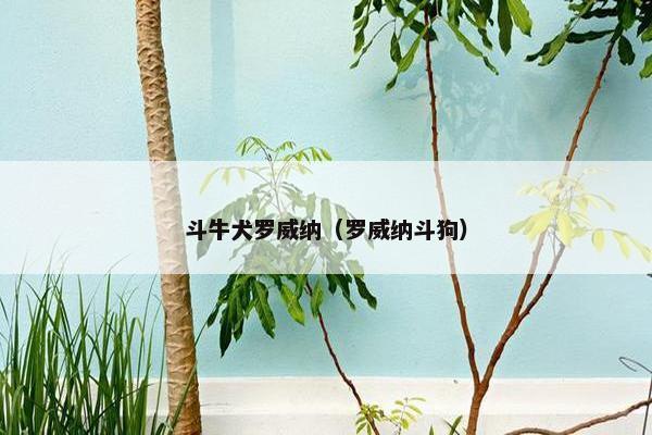 斗牛犬罗威纳（罗威纳斗狗）