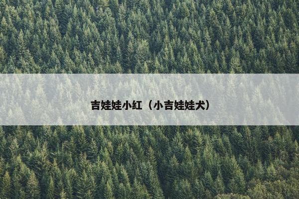 吉娃娃小红（小吉娃娃犬）