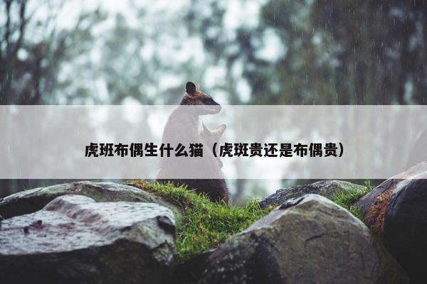 虎班布偶生什么猫（虎斑贵还是布偶贵）