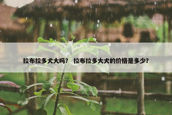拉布拉多犬大吗？ 拉布拉多大犬的价格是多少？