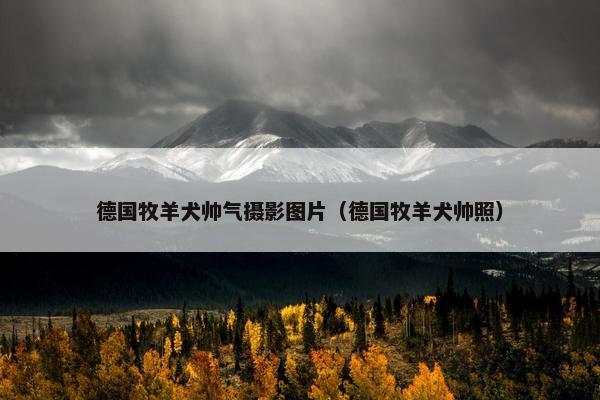 德国牧羊犬帅气摄影图片（德国牧羊犬帅照）