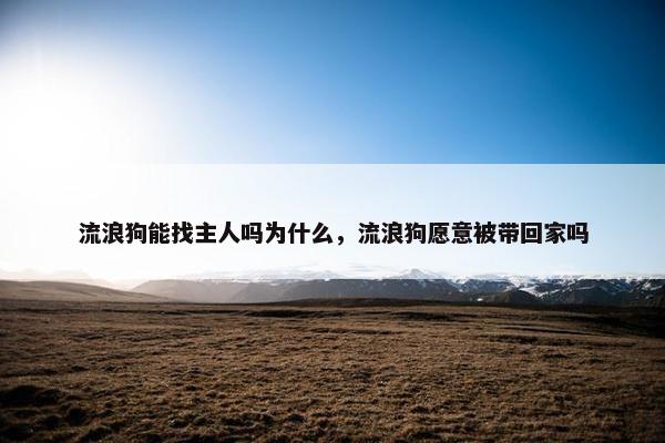 流浪狗能找主人吗为什么，流浪狗愿意被带回家吗