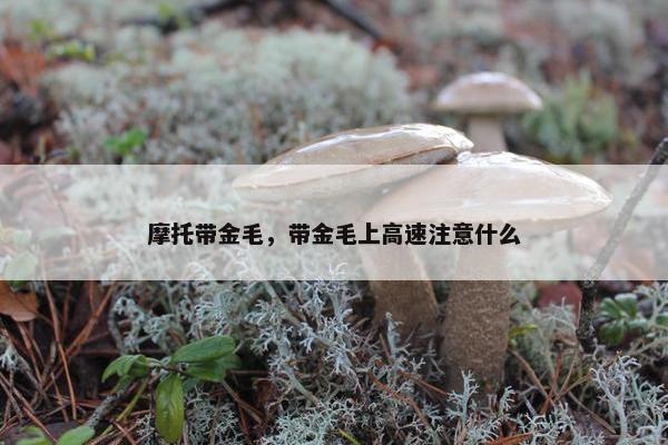 摩托带金毛，带金毛上高速注意什么