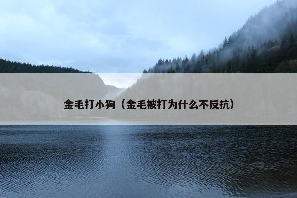 金毛打小狗（金毛被打为什么不反抗）