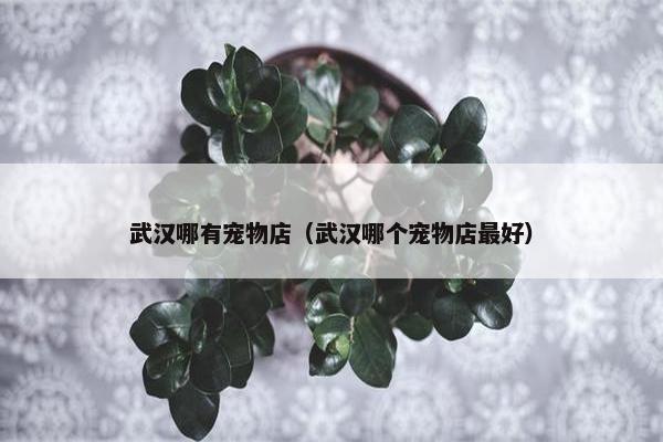 武汉哪有宠物店（武汉哪个宠物店最好）