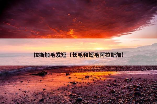 拉斯加毛发短（长毛和短毛阿拉斯加）