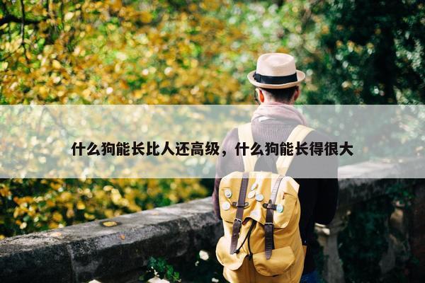 什么狗能长比人还高级，什么狗能长得很大