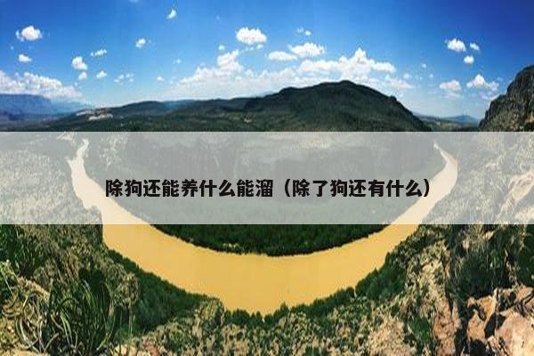 除狗还能养什么能溜（除了狗还有什么）