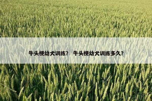牛头梗幼犬训练？ 牛头梗幼犬训练多久？