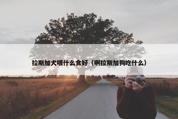 拉斯加犬喂什么食好（啊拉斯加狗吃什么）