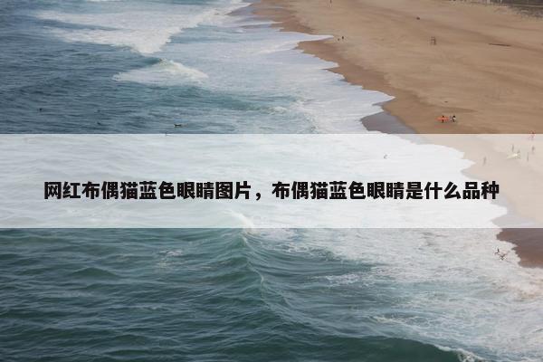网红布偶猫蓝色眼睛图片，布偶猫蓝色眼睛是什么品种